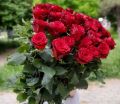 35 высоких бордовых роз 80 см