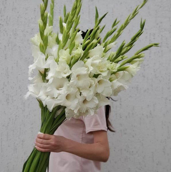 Белые гладиолусы 15 шт