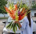 Гладиолусы 35 штук