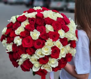 101 красная и белая роза (50 см) под ленту